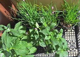 Kamenice nad Lipou – pouťový jarmark 2025